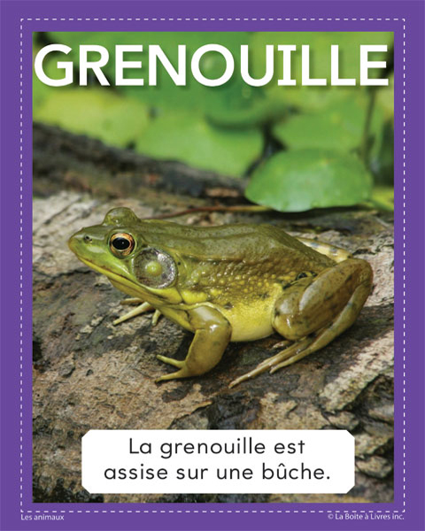 Animaux-Grenouille