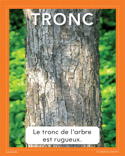 Plantes-Tronc